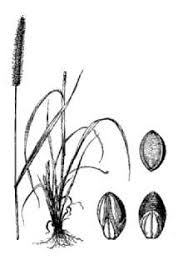 Attēlu rezultāti vaicājumam “Setaria glauca”