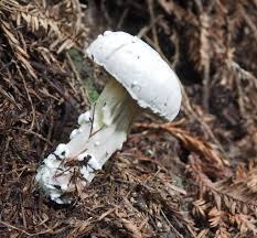 Attēlu rezultāti vaicājumam “Hypomyces chrysospermus”