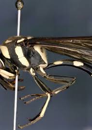 Attēlu rezultāti vaicājumam “Vespidae”