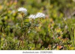 Attēlu rezultāti vaicājumam “Ledum palustre leaf”