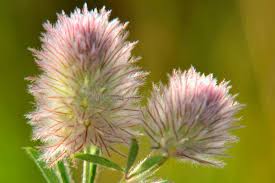 Attēlu rezultāti vaicājumam “Trifolium arvense flower”