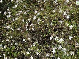 Attēlu rezultāti vaicājumam “Gypsophila fastigiata flower”