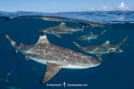 Image result for Carcharhinus melanopterus