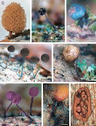 Attēlu rezultāti vaicājumam “Physarum auriscalpium spores”