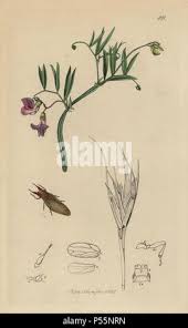 Attēlu rezultāti vaicājumam “Lathyrus palustris leaf”