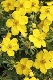 Attēlu rezultāti vaicājumam “Pentaphylloides fruticosa”