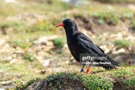 Image result for Pyrrhocorax pyrrhocorax