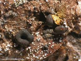 Attēlu rezultāti vaicājumam “Ophiotheca chrysosperma macro”