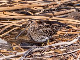 Image result for Gallinago delicata