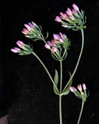 Attēlu rezultāti vaicājumam “Centaurium erythraea bud”