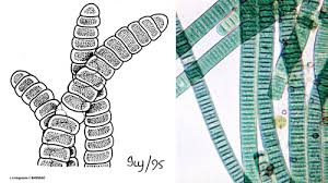 Attēlu rezultāti vaicājumam “Cyanophyta”