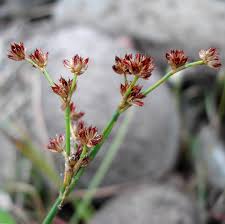 Attēlu rezultāti vaicājumam “Juncus articulatus”