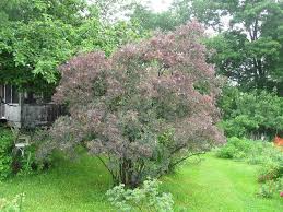 Attēlu rezultāti vaicājumam “Rosa glauca flower”