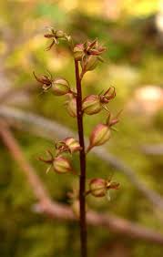 Attēlu rezultāti vaicājumam “Listera cordata fruit”
