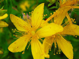 Image result for Johanniskraut