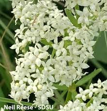 Attēlu rezultāti vaicājumam “Galium boreale fruit”