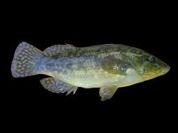 Image result for Labrus bergylta