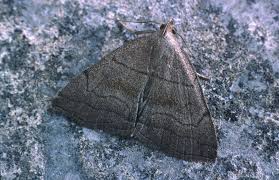 Attēlu rezultāti vaicājumam “Herminia tarsicrinalis”