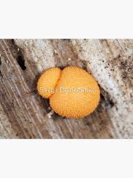 Attēlu rezultāti vaicājumam “Lycogala sp.”