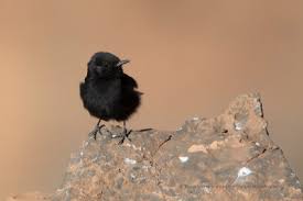 Image result for Oenanthe leucopyga