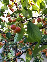 Attēlu rezultāti vaicājumam “Malus x zumi”