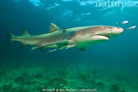 Image result for Negaprion brevirostris