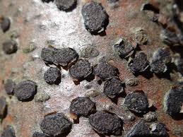 Attēlu rezultāti vaicājumam “Diatrype disciformis”