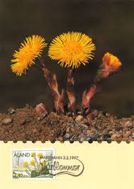 Attēlu rezultāti vaicājumam “Tussilago farfara flower”