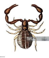 Attēlu rezultāti vaicājumam “Chelifer cancroides”