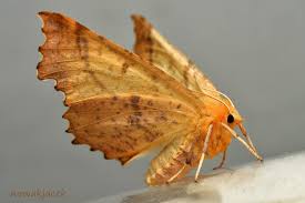 Attēlu rezultāti vaicājumam “Ennomos autumnaria male”