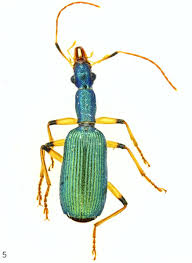 Attēlu rezultāti vaicājumam “Carabidae”