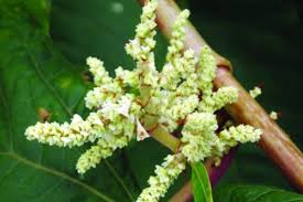 Attēlu rezultāti vaicājumam “Reynoutria sachalinensis flower”