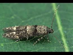 Attēlu rezultāti vaicājumam “Bucculatrix rhamniella”