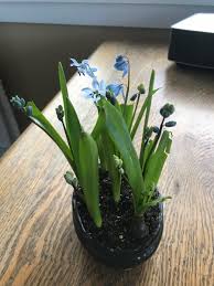 Attēlu rezultāti vaicājumam “Scilla siberica bud”