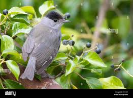 Attēlu rezultāti vaicājumam “Sylvia atricapilla male”