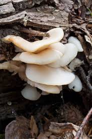 Attēlu rezultāti vaicājumam “Crepidotus applanatus”