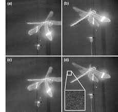 Attēlu rezultāti vaicājumam “Aeshna mixta female”