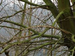 Attēlu rezultāti vaicājumam “Vuilleminia comedens”