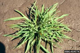 Attēlu rezultāti vaicājumam “Poa pratensis fruit”