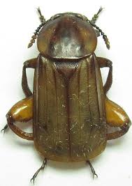 Attēlu rezultāti vaicājumam “Necrodes littoralis”