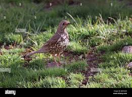 Attēlu rezultāti vaicājumam “Turdus viscivorus adult”