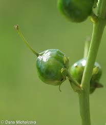 Attēlu rezultāti vaicājumam “Menyanthes trifoliata fruit”