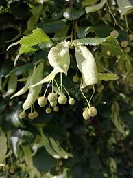Attēlu rezultāti vaicājumam “Tilia platyphyllos Laciniata fruit”