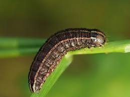 Attēlu rezultāti vaicājumam “Tholera cespitis”