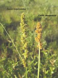 Attēlu rezultāti vaicājumam “Carex globularis”