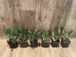 Attēlu rezultāti vaicājumam “Didymium aggregatum”