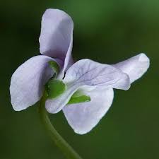 Attēlu rezultāti vaicājumam “Viola palustris”