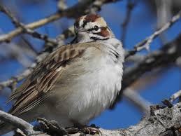 Image result for Chondestes grammacus