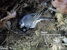 Attēlu rezultāti vaicājumam “Motacilla alba nest”