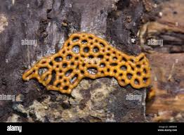 Attēlu rezultāti vaicājumam “Hemitrichia chrysospora young”